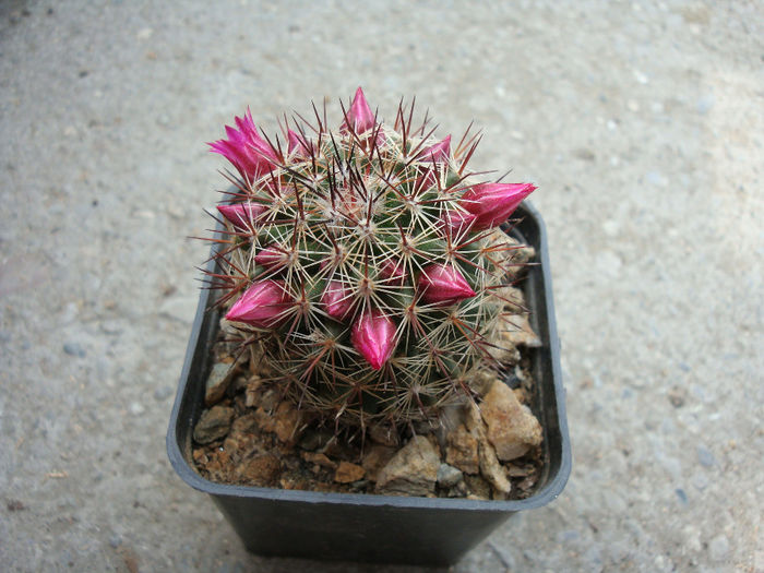 Mammillaria spinosissima Lem. 1838  .