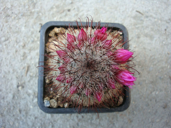 Mammillaria spinosissima ssp. tepoxtlana      D.R. Hunt 1997