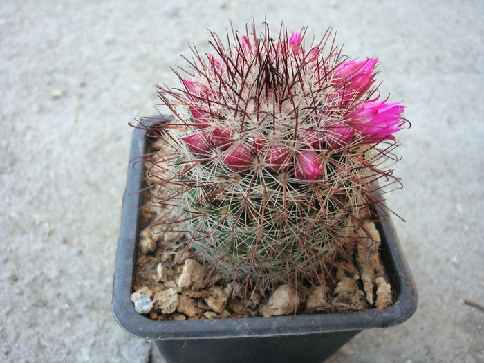 Mammillaria spinosissima ssp. tepoxtlana    D.R. Hunt 1997