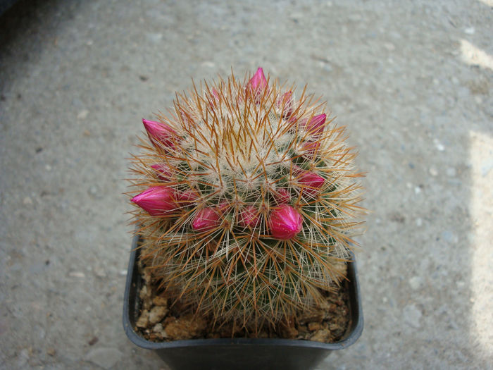 Mammillaria spinosissima%u015Fi - Genul Mammillaria fila 2