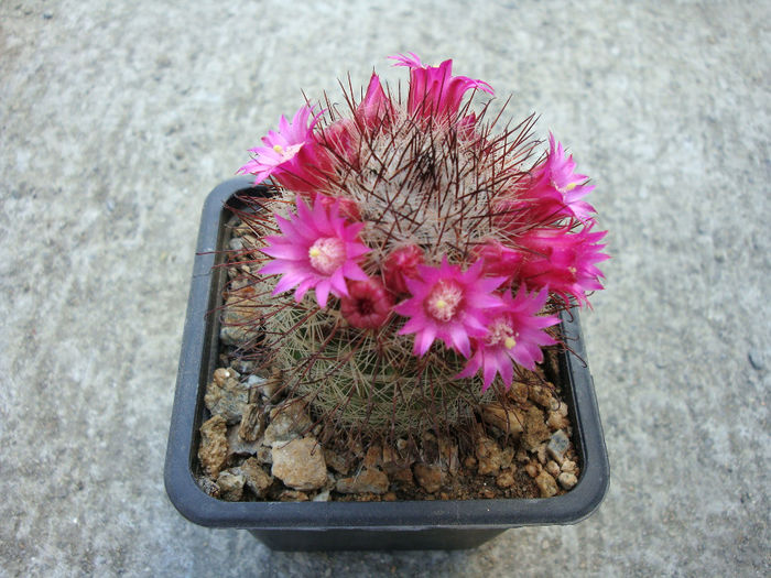 Mammillaria spinosissima ssp. tepoxtlana       D.R. Hunt 1997 - Genul Mammillaria fila 2