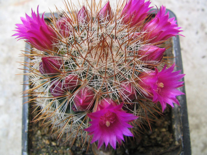 Mammillaria spinosissima ssp. tepoxtlana   D.R. Hunt 1997 - Genul Mammillaria fila 2