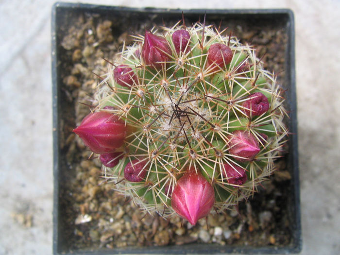 Mammillaria umbrina  Ehrenb. 1849