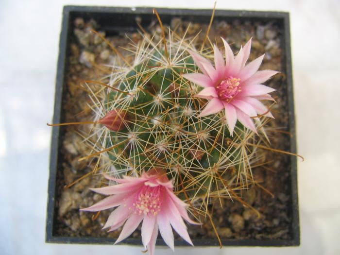 Mammillaria viridiflora (Britton & Rose) Boed. 1933 - Genul Mammillaria fila 2