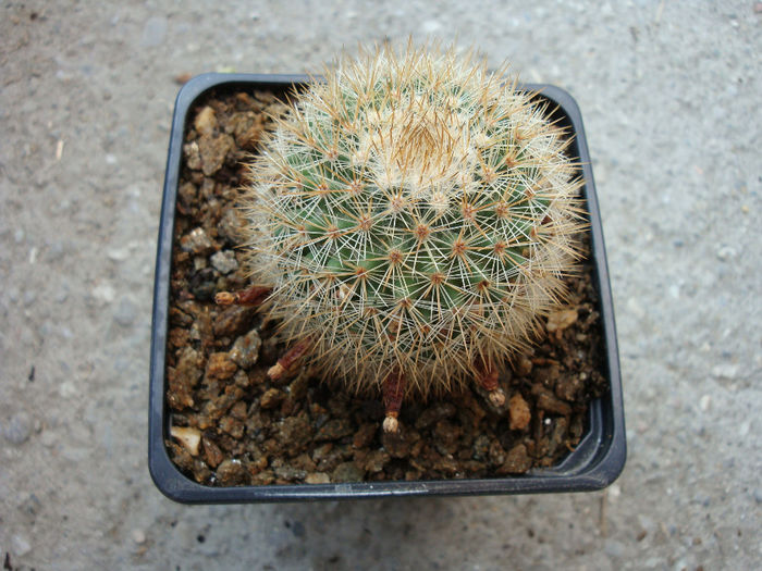 Mammillaria wuthenauiana   Backeb. 1942 - Genul Mammillaria fila 2