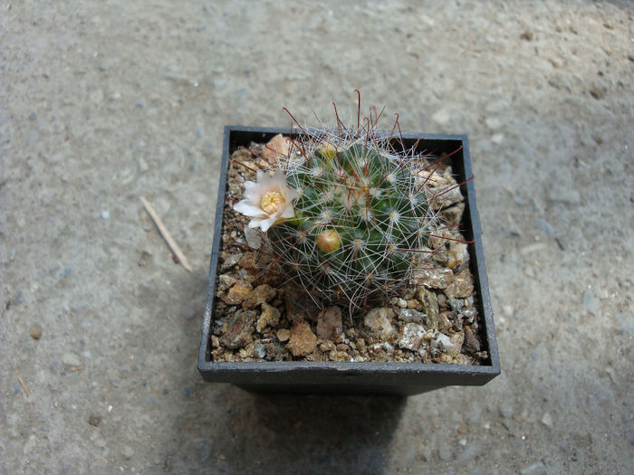 Mammillaria zeilmanniana 'albiflora' - Genul Mammillaria fila 2