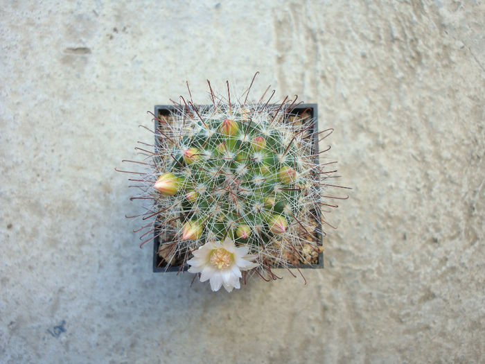 Mammillaria zeilmanniana 'albiflora'