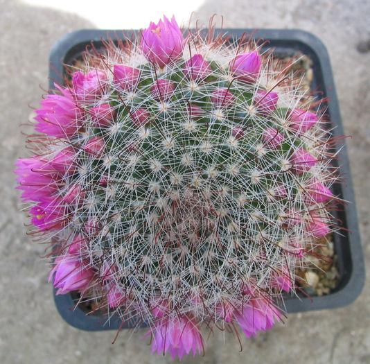 Mammillaria zeilmanniana Boed.1931 - Genul Mammillaria fila 2