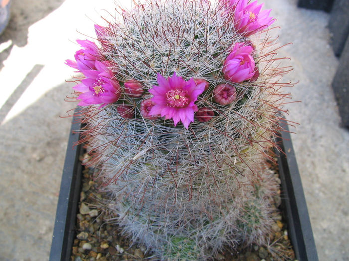 Mammillaria zeilmanniana Boed. 1931