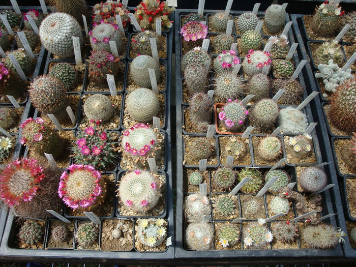 13 - Mammillaria grup