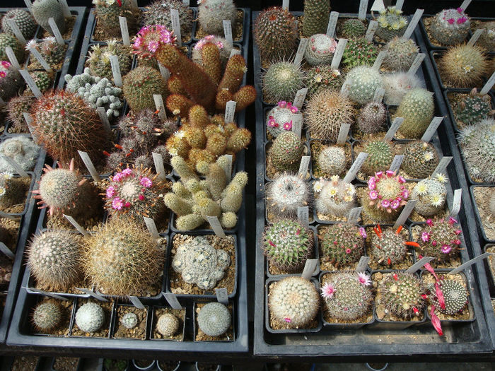 14 - Mammillaria grup