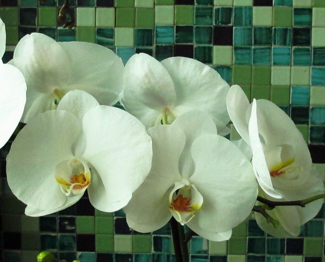 IMG_1965 - Reinfloriri orhidee 2014