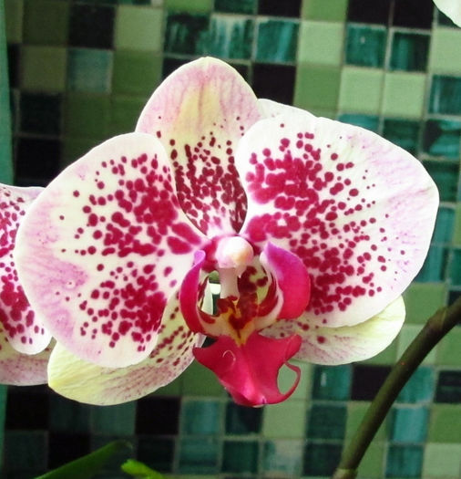 Phalaenopsis Eruption - Reinfloriri orhidee 2014