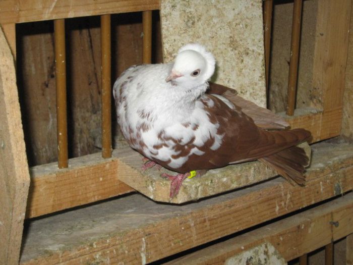 timisoreni 027 - Jucatori de Timisoara pestriti