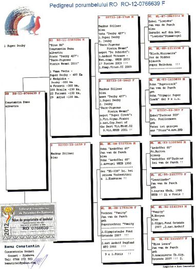 img037 - pedigree porumbei