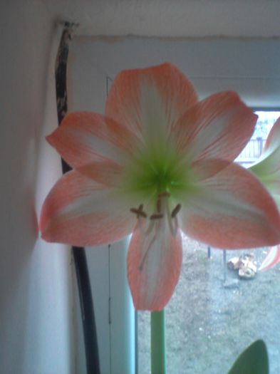 minerva oranj 20.1.2014 - amaryllis2014