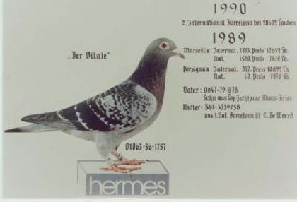 1986_1757 - pedigree porumbei