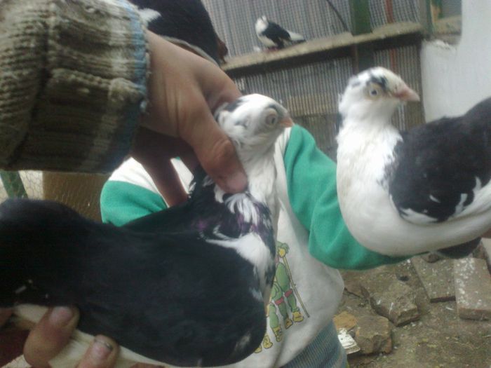 pinegre ( femele ) vechi care leam dat