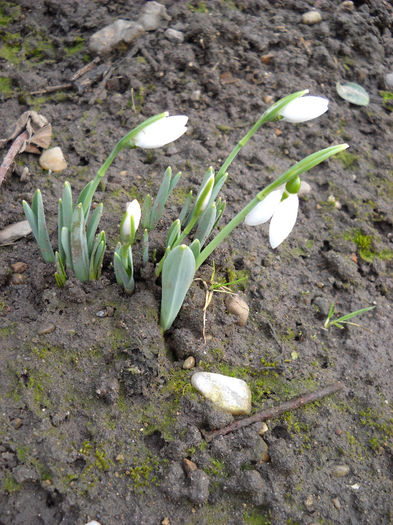 19.01.2014 - Flori de gradina- 2014