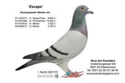 images - pedigree porumbei