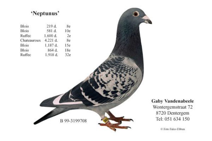 Neptunus - pedigree porumbei