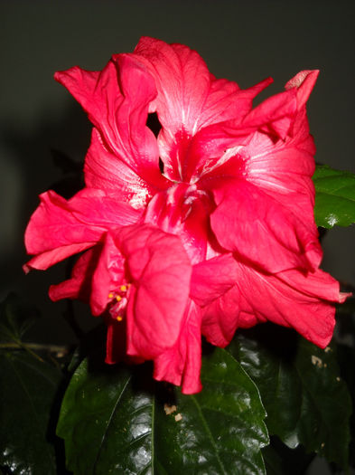 ROSU BATUT - HIBISCUS- 2014