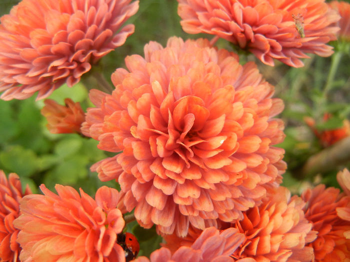 Terracotta Chrysanth (2013, Nov.11)