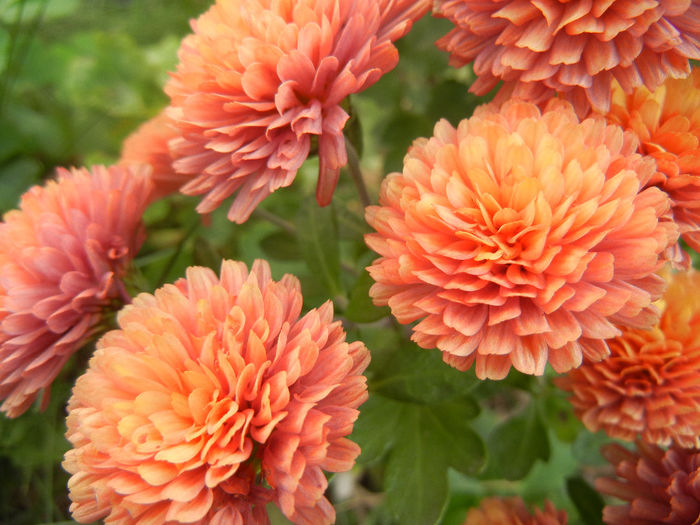 Terracotta Chrysanth (2013, Nov.11) - Terracotta Chrysanthemum