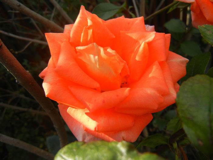 Rose Monica (2013, November 03)