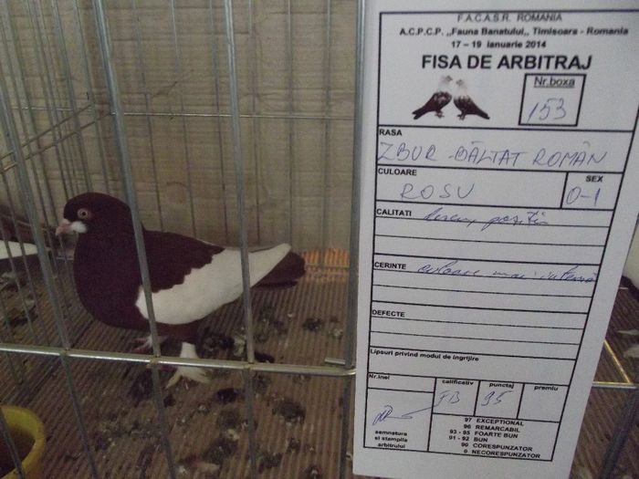 DSCF5831 - 3---expozitie giroc 19 01 2014