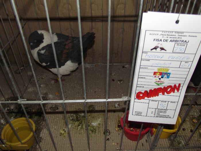 DSCF5925 - 3---expozitie giroc 19 01 2014