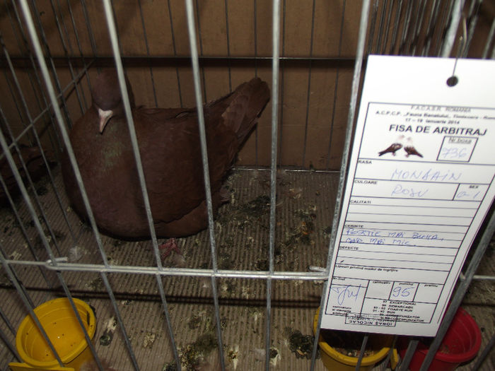 DSCF5926 - 3---expozitie giroc 19 01 2014