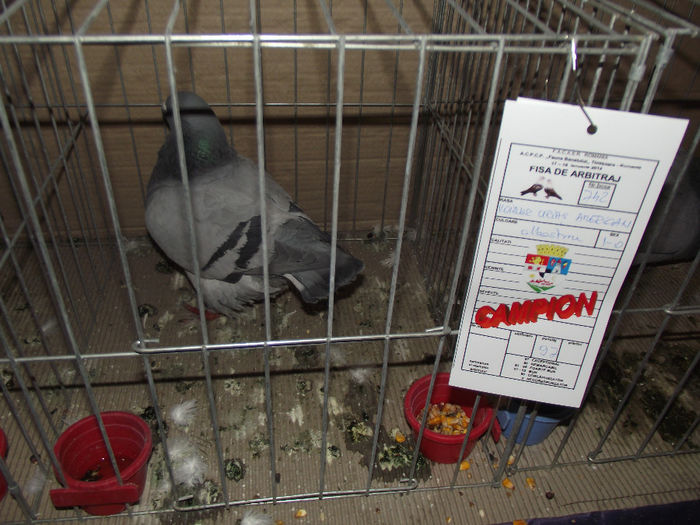 DSCF5927 - 3---expozitie giroc 19 01 2014