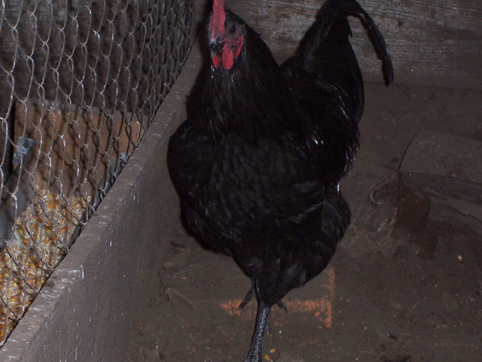 100_6365 - 2014 Australorp negru