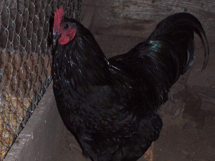 100_6364 - 2014 Australorp negru