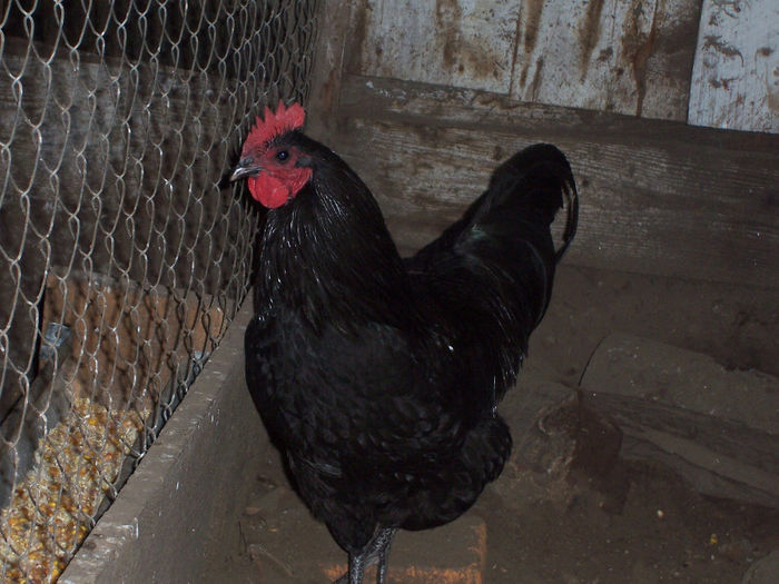 100_6363 - 2014 Australorp negru