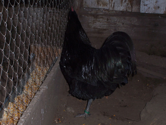 100_6362 - 2014 Australorp negru