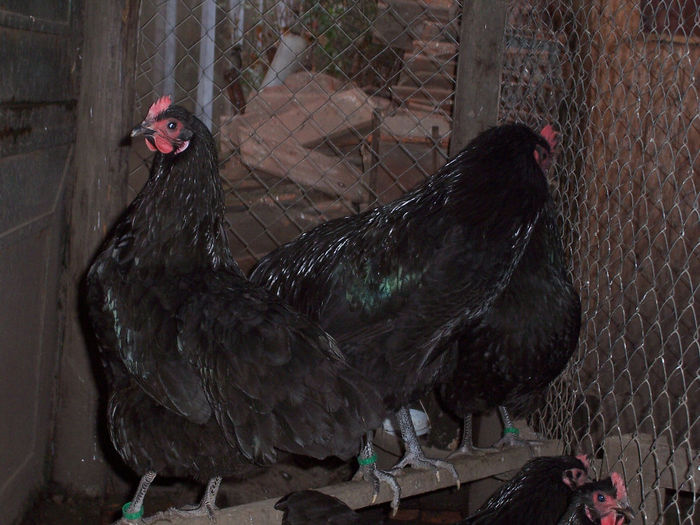 100_6370 - 2014 Australorp negru