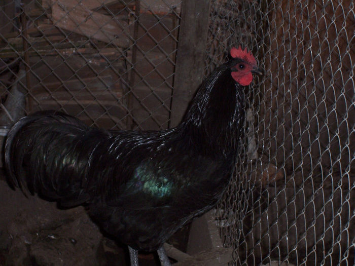 100_6367 - 2014 Australorp negru