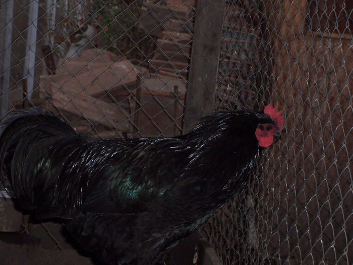 100_6369 - 2014 Australorp negru