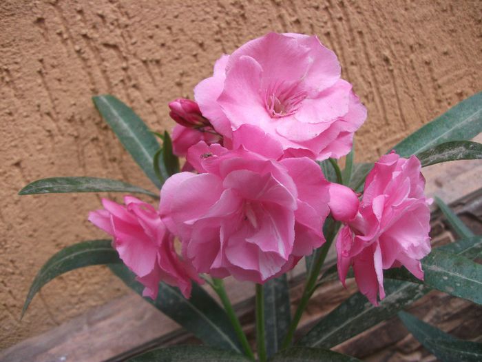 roz dublu - Leandri