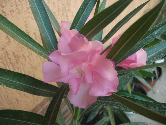roz simplu floare mare - Leandri