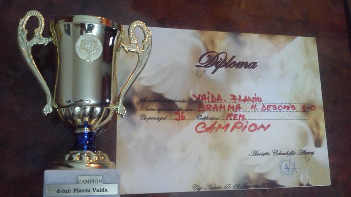 diploma BHD M - REZULTATE CAMPIONI EXPOZITIA CLUJ-NAPOCA 15-19 01 2014