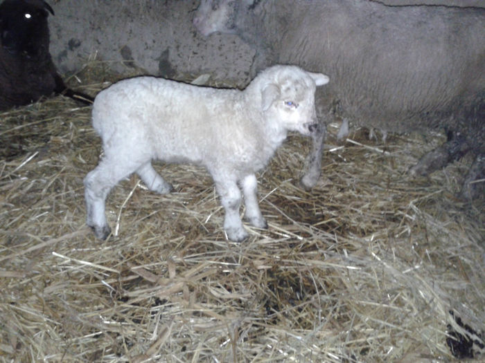 20140120_220117 - ianuarie 2014