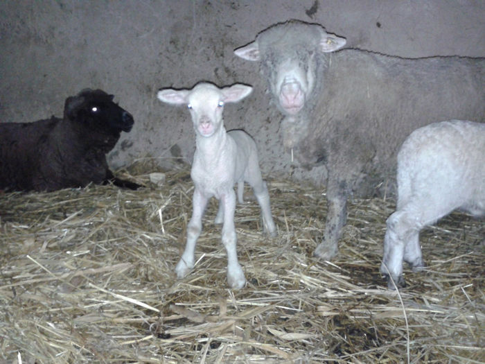 20140120_220137 - ianuarie 2014