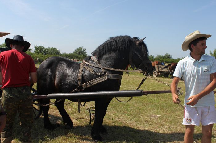 IMG_6344 - EXPO CAI RUSENI 2014 SATU MARE