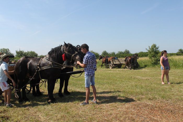 IMG_6345 - EXPO CAI RUSENI 2014 SATU MARE