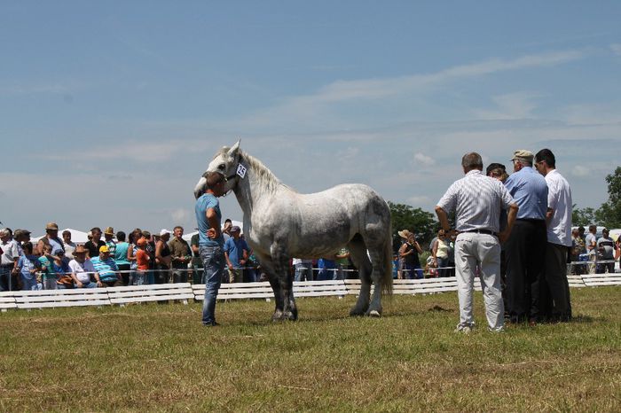 IMG_6406 - EXPO CAI RUSENI 2014 SATU MARE