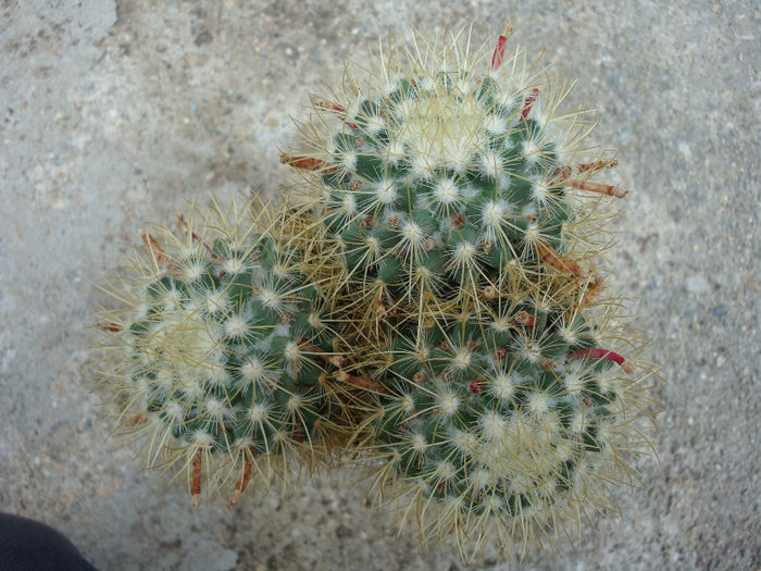 Mammillaria rhodantha subsp. pringlei (J.M. Coult.) D.R. Hunt 1997.; Fosta Mammillaria pringlei. Plantă  tricefală
