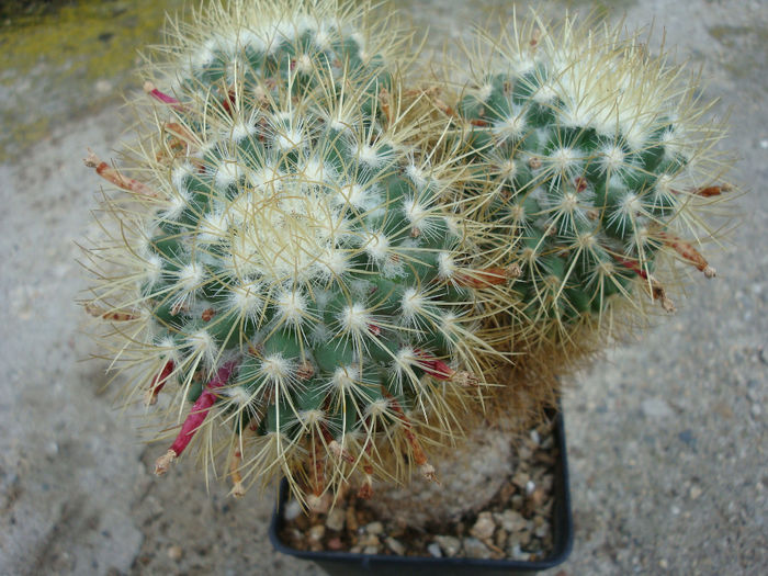 Mammillaria rhodantha subsp. pringlei (J.M. Coult.) D.R. Hunt 1997 .; Fosta Mammillaria pringlei. Plantă  tricefală
